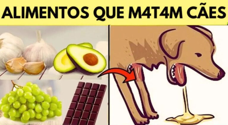 Alimentos que São Fatais para Cachorros